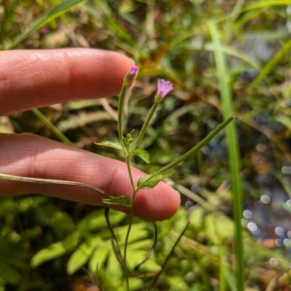 Floare