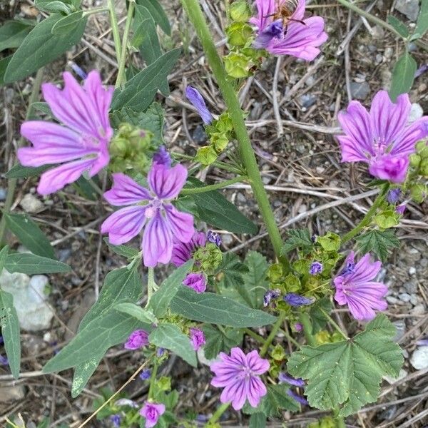 Malva sylvestris Kwiat