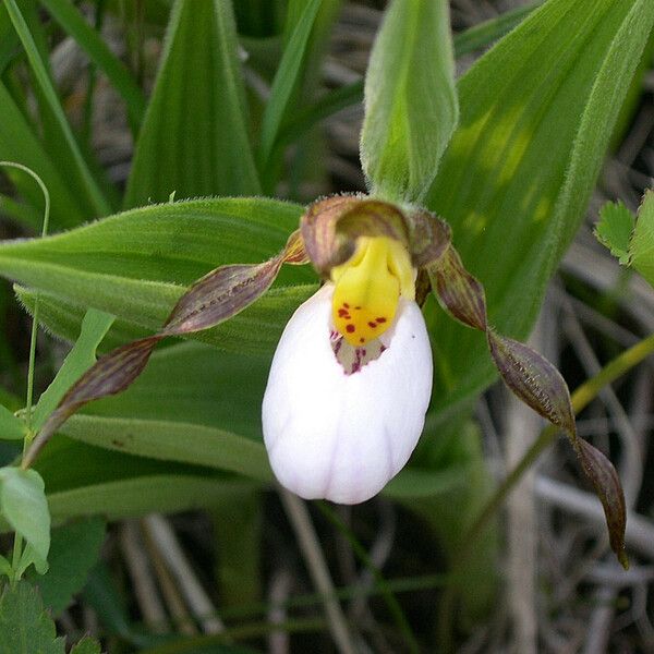 Cypripedium candidum Fleur