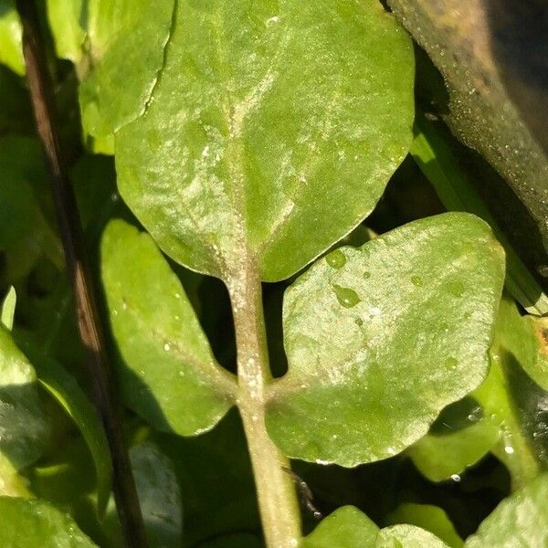 Nasturtium officinale Blad