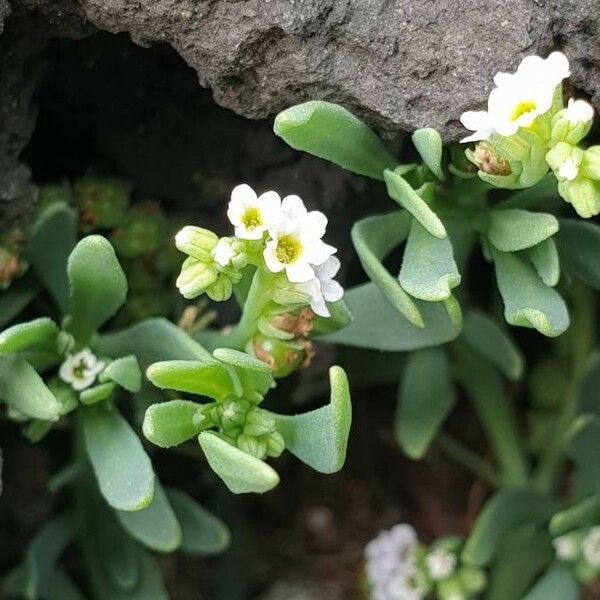 Heliotropium curassavicum Квітка