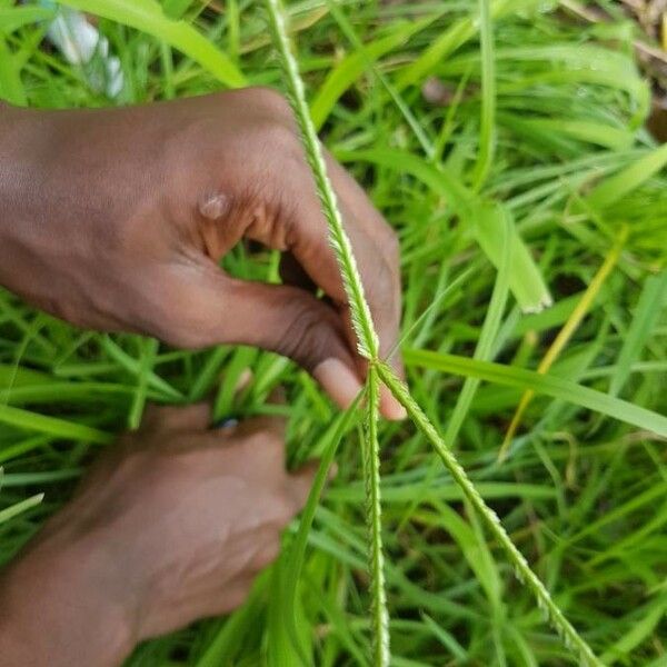 Paspalum scrobiculatum Fleur