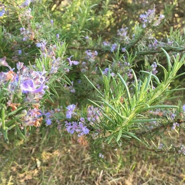 Rosmarinus officinalis Flower