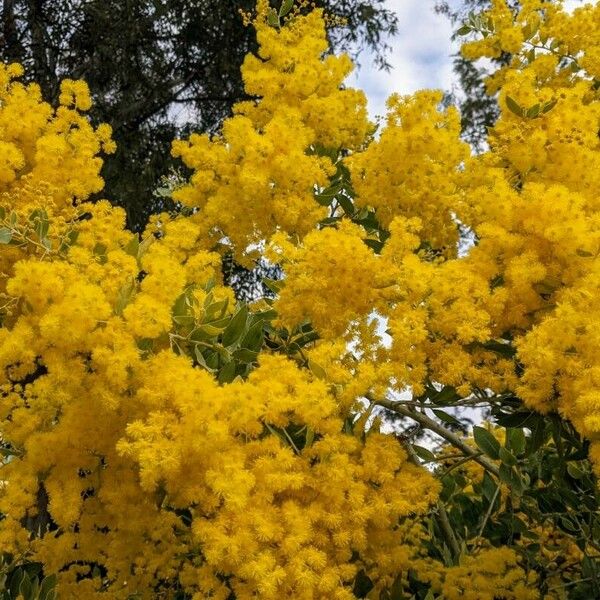 Acacia podalyriifolia Kukka