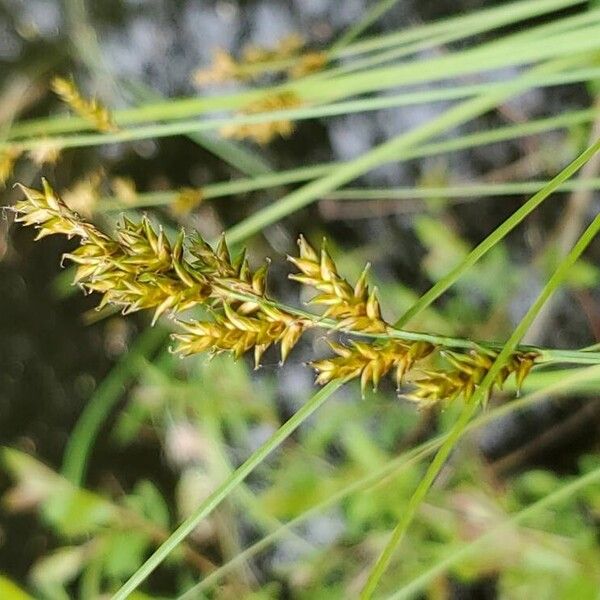 Carex elongata Blomst