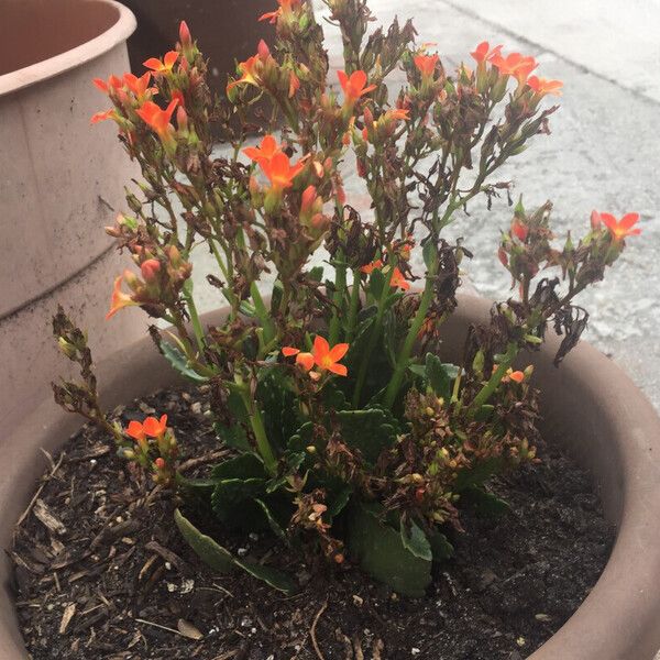 Kalanchoe blossfeldiana পাতা