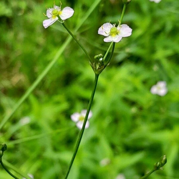 Alisma plantago-aquatica Cvet