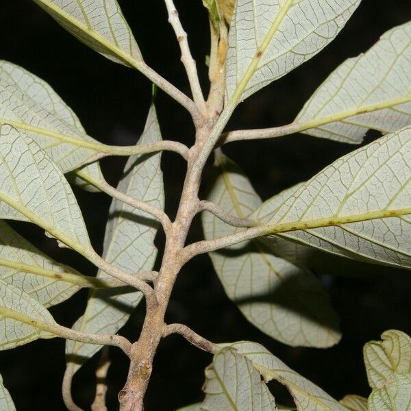 Styrax argenteus Leaf