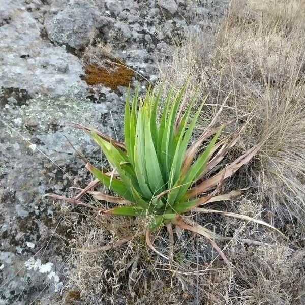 Agave filifera Leaf