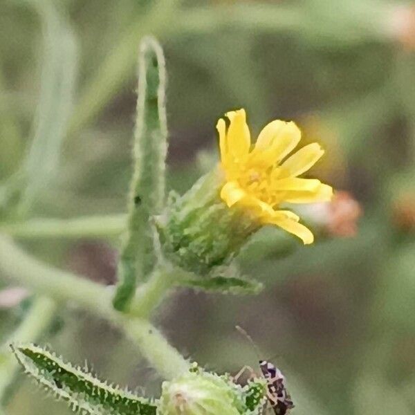 Dittrichia graveolens Fleur