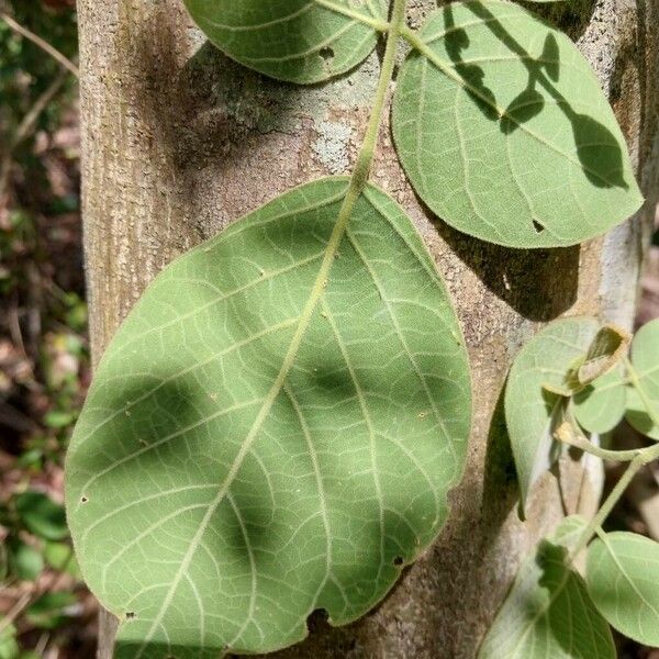 Lonchocarpus phaseolifolius Leaf