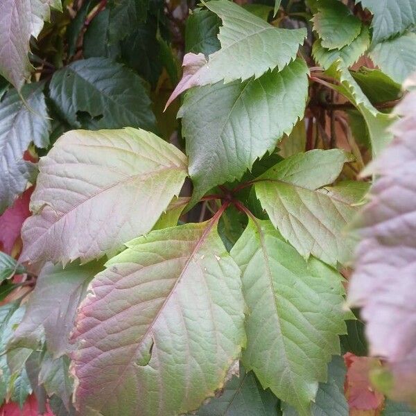 Parthenocissus inserta Leht