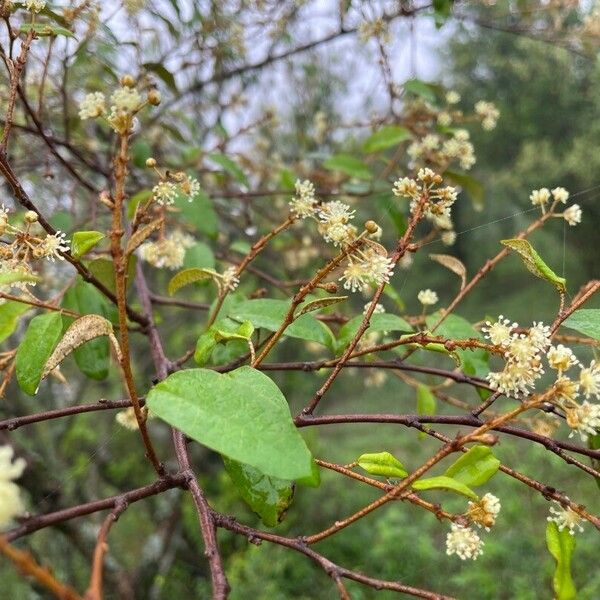 Croton dichogamus Frunză