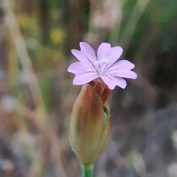 Petrorhagia prolifera Bloem