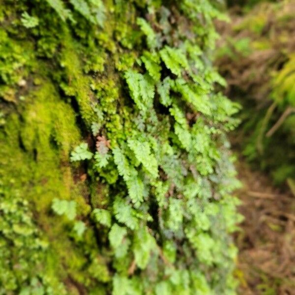 Hymenophyllum tunbrigense Fulla