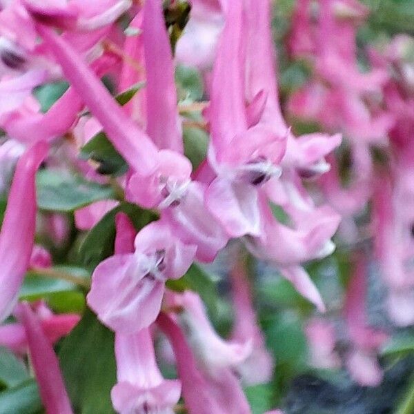 Corydalis solida Kwiat