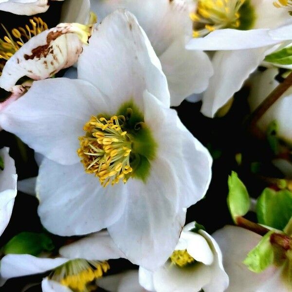 Helleborus niger Квітка