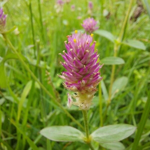 Gomphrena globosa Flower