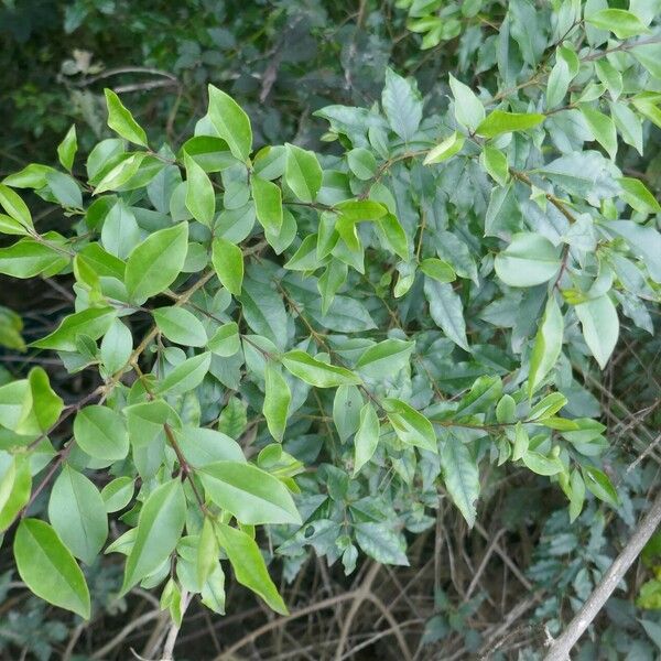 Ligustrum robustum Φύλλο