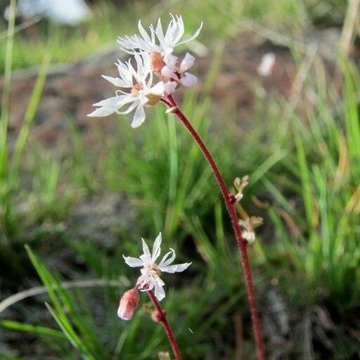 Lithophragma glabrum Habit