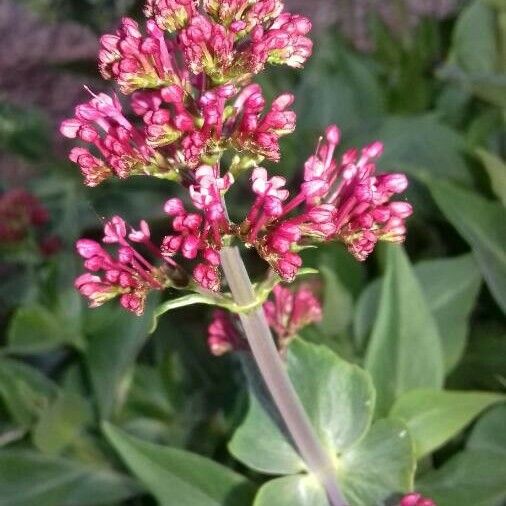 Valeriana rubra Flors