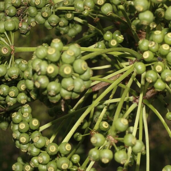 Aralia excelsa Fruit