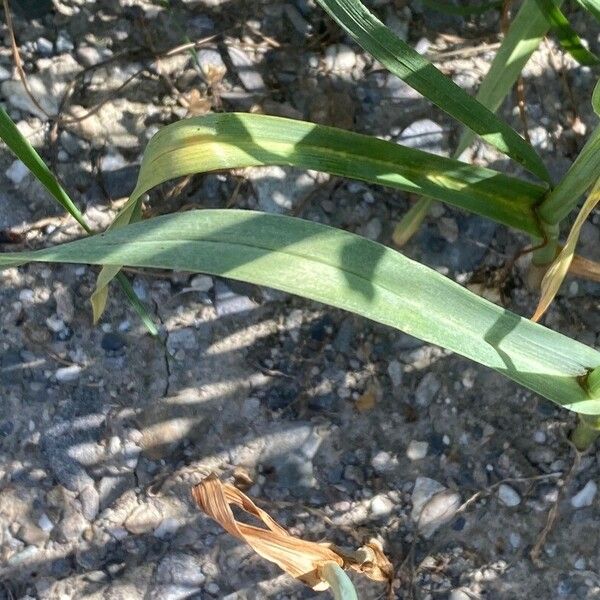 Allium scorodoprasum Blad