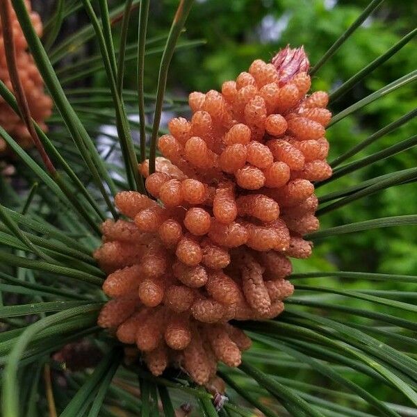 Pinus pinaster Blodyn