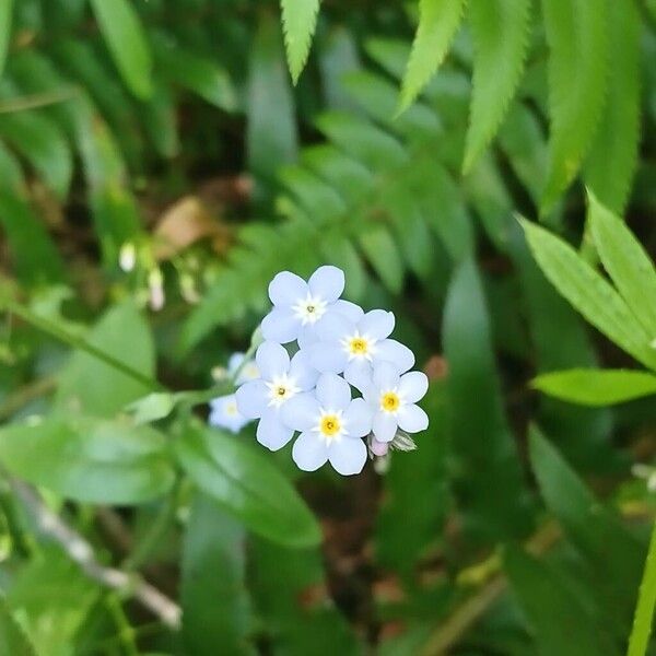 Myosotis scorpioides Цвят