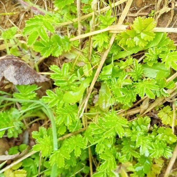 Acaena novae-zelandiae 葉