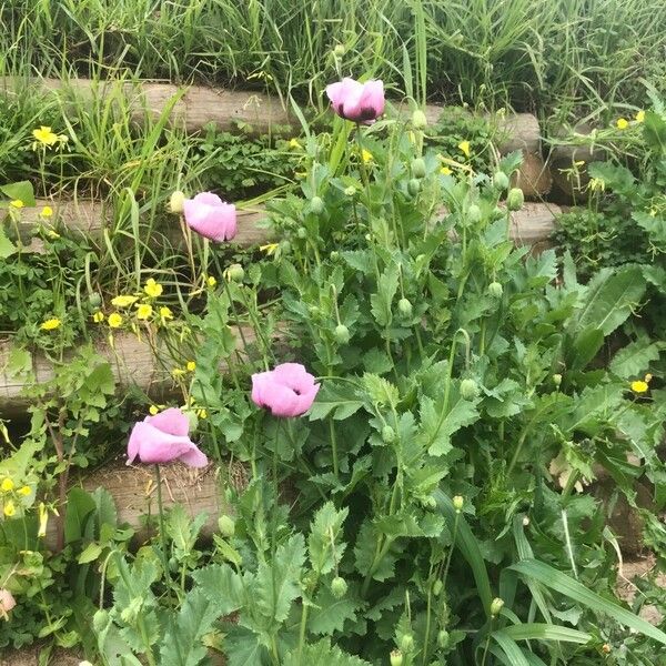 Papaver somniferum Hábito