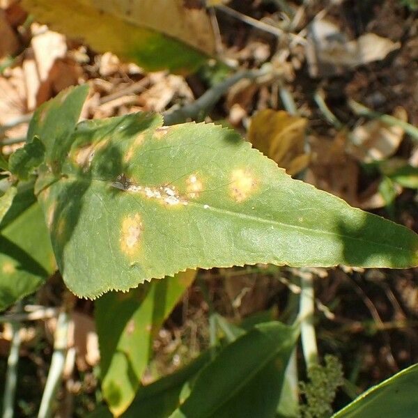 Lepidium latifolium Leaf