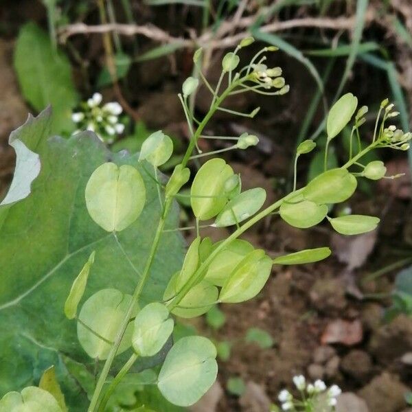 Thlaspi arvense Φρούτο