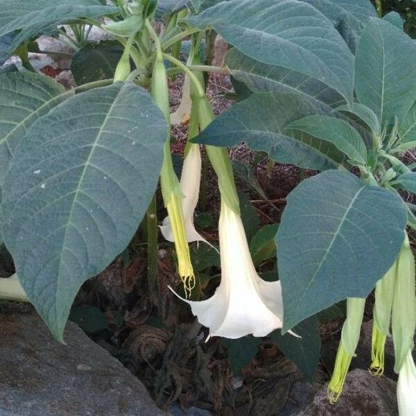 Datura wrightii Flower