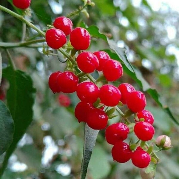 Rivina humilis Fruit