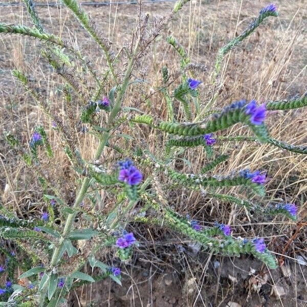 Echium plantagineum Blodyn