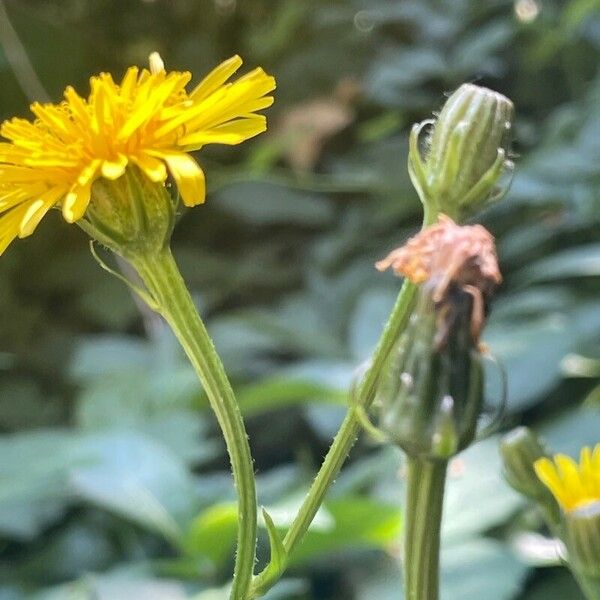 Crepis biennis Λουλούδι