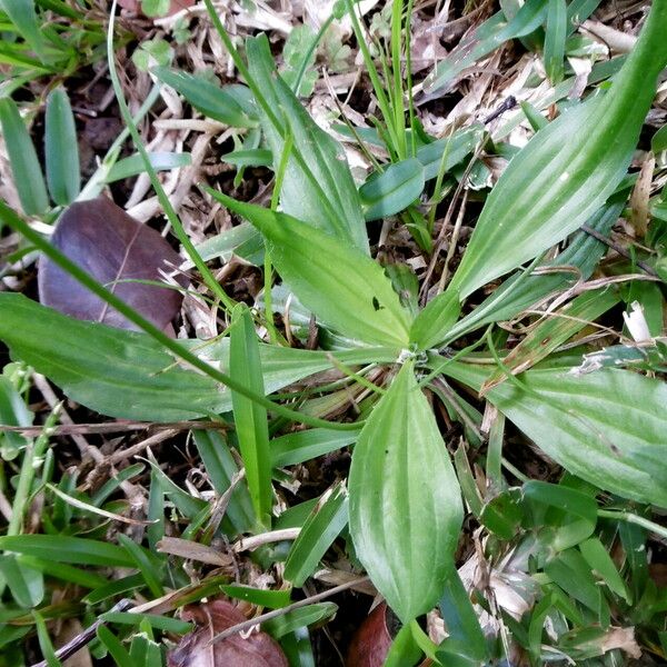 Plantago lanceolata Leaf