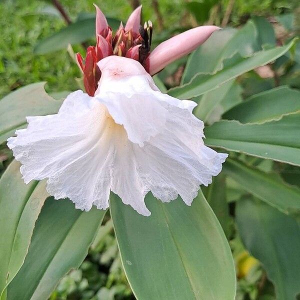 Hellenia speciosa Çiçek