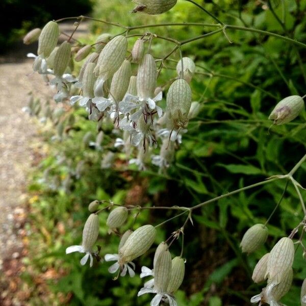 Silene vulgaris Flor