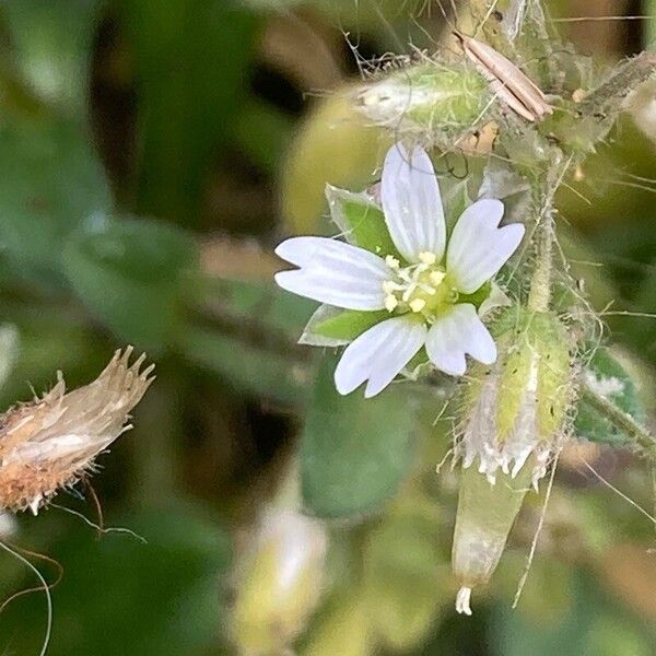 Cerastium semidecandrum Flower