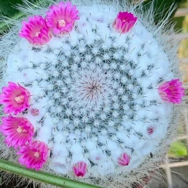 Mammillaria hahniana برگ