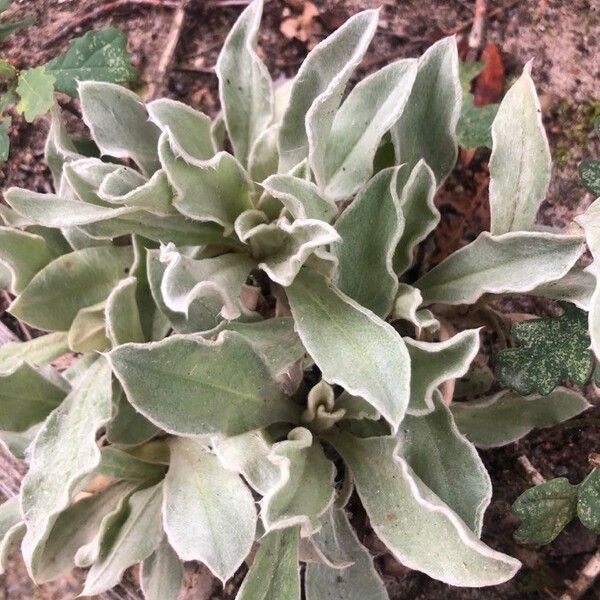 Silene coronaria Лист