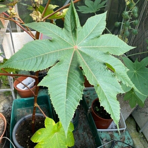 Ricinus communis 葉