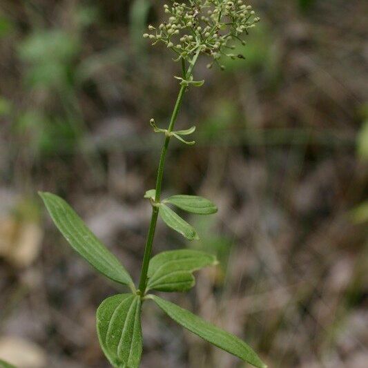 Galium rubioides Egyéb