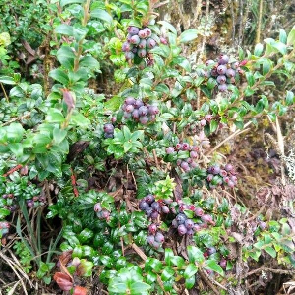 Vaccinium floribundum Froito