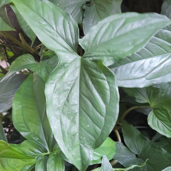 Syngonium podophyllum Hostoa