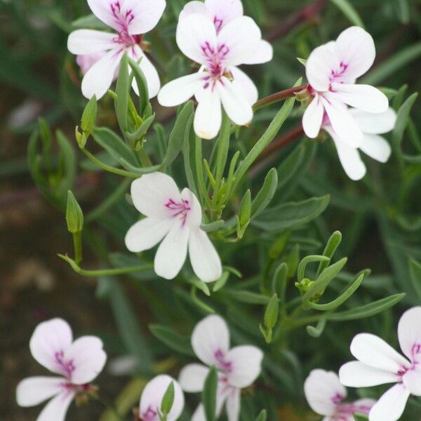 Pelargonium laevigatum