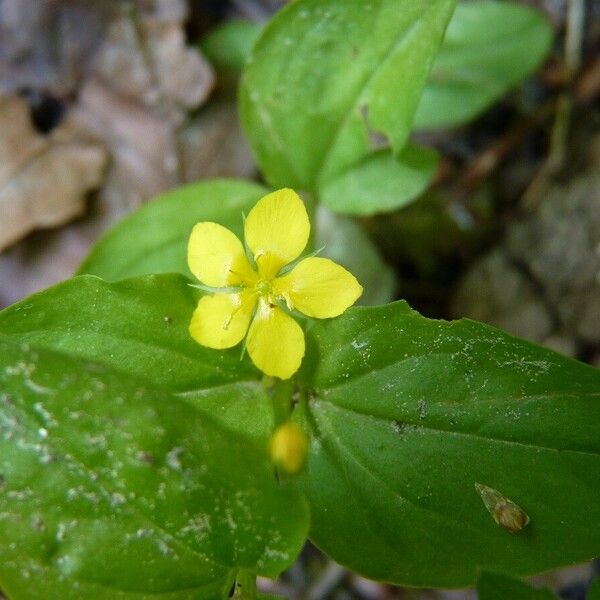 Lysimachia nemorum 花