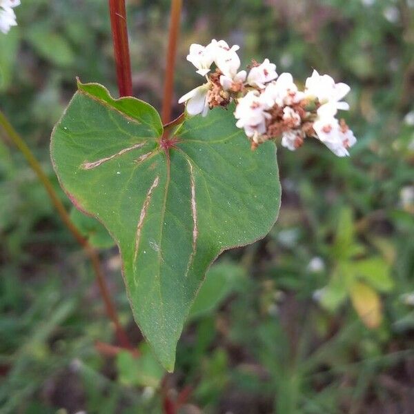 Fagopyrum esculentum Blatt